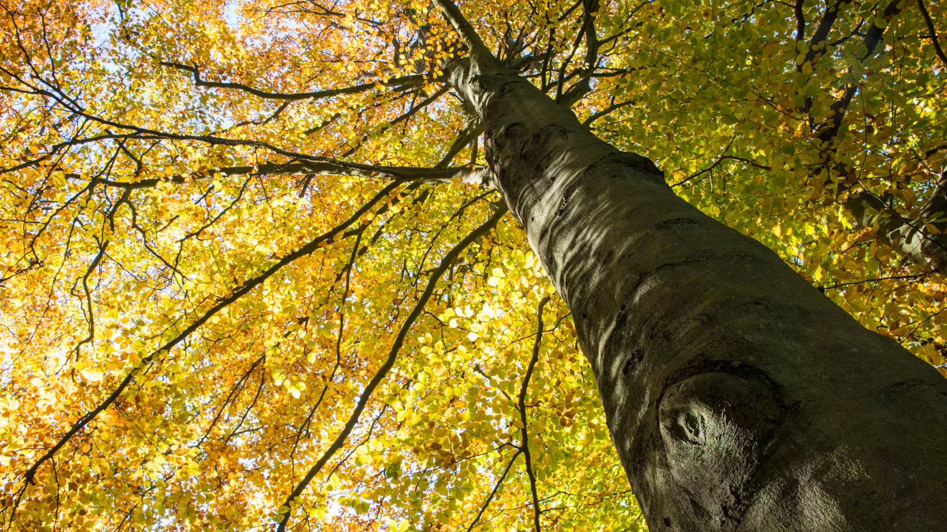 Kugelamberbaum im Herbst: Farbenpracht für Ihren Garten