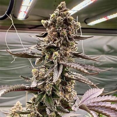G13 Haze: Legendäre Genetik für unvergessliche Erlebnisse
